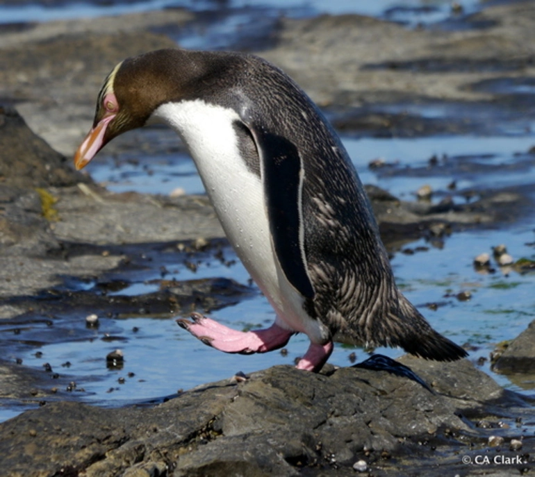 Image: Yellow-eyed Penguin