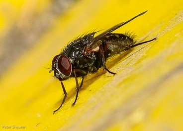 House Fly family Image: House Fly family