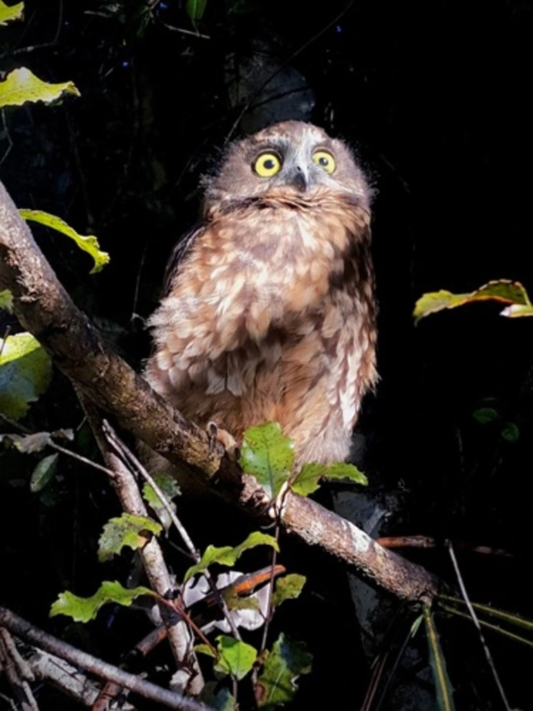 Image: Morepork