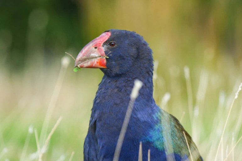 Image: Takahe
