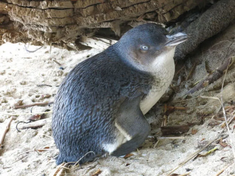 Image: Kororā (Little Blue Penguin)