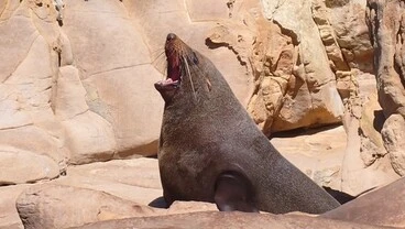 Image: New Zealand Fur Seal