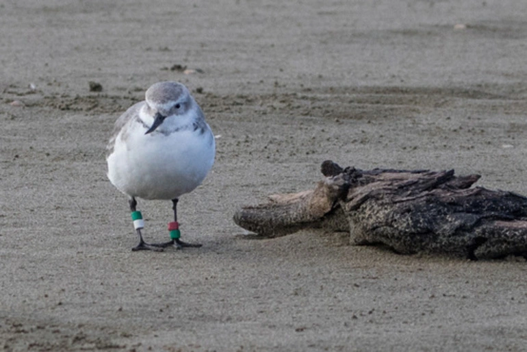 Image: Wrybill