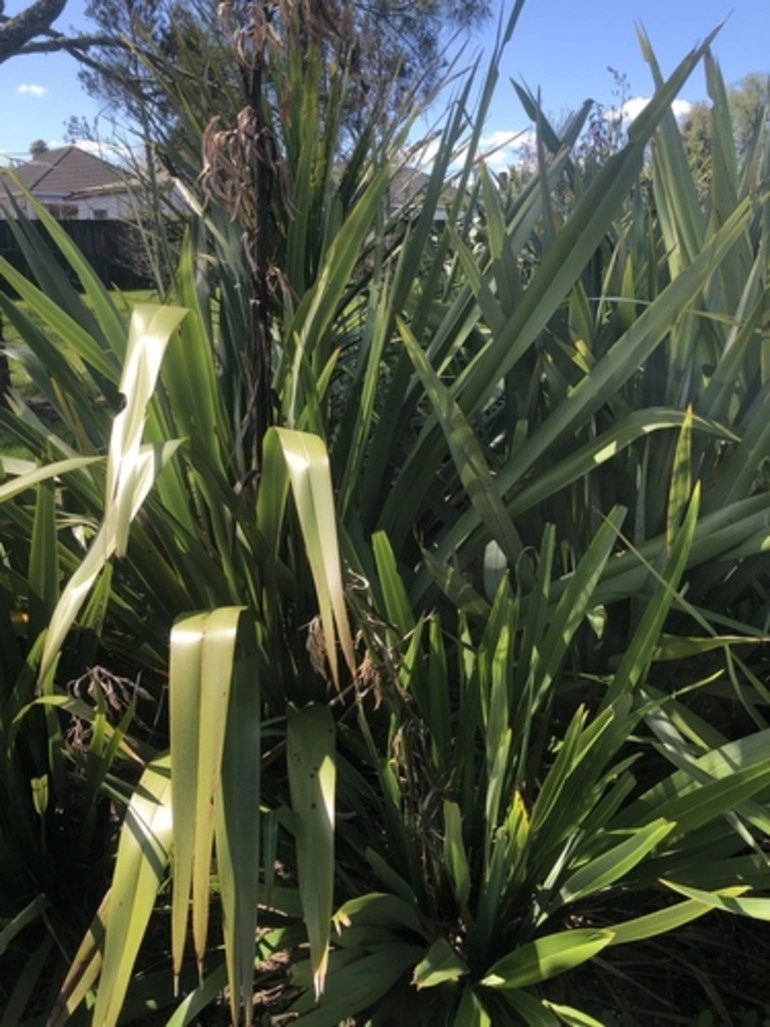 Image: New Zealand flax