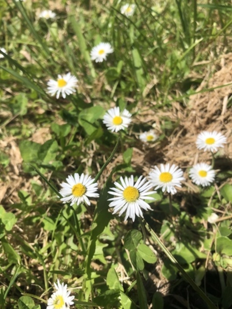 Image: common daisy