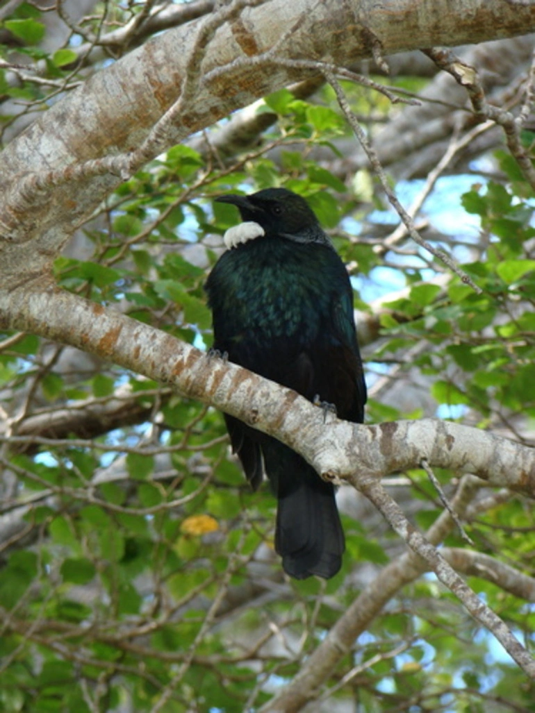 Image: Tūī