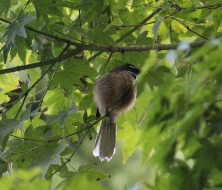 Image: South Island Fantail