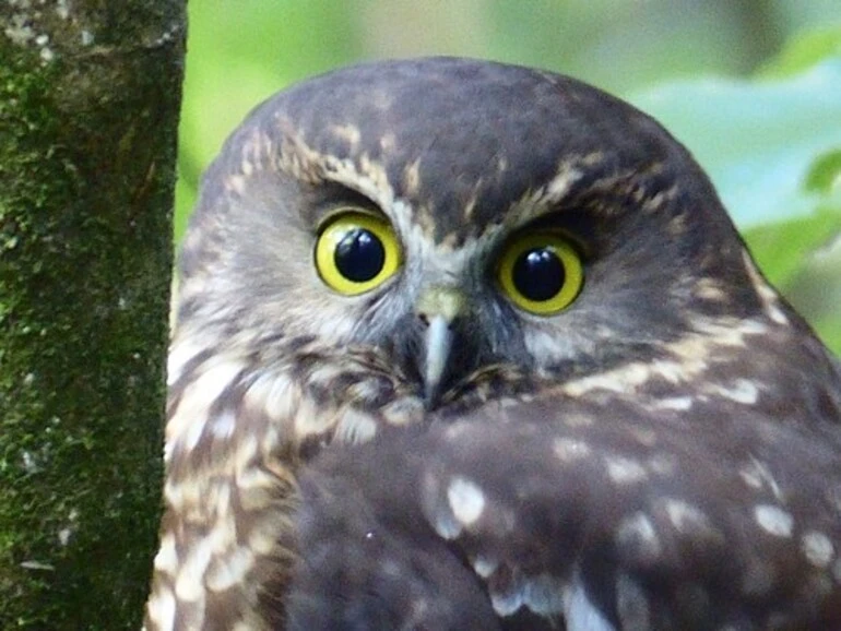 Image: Morepork