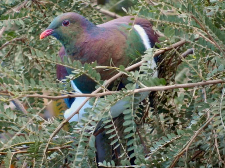 Image: New Zealand Pigeon