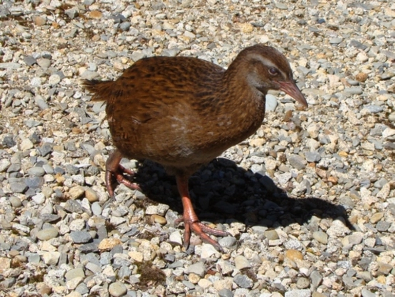 Image: western weka