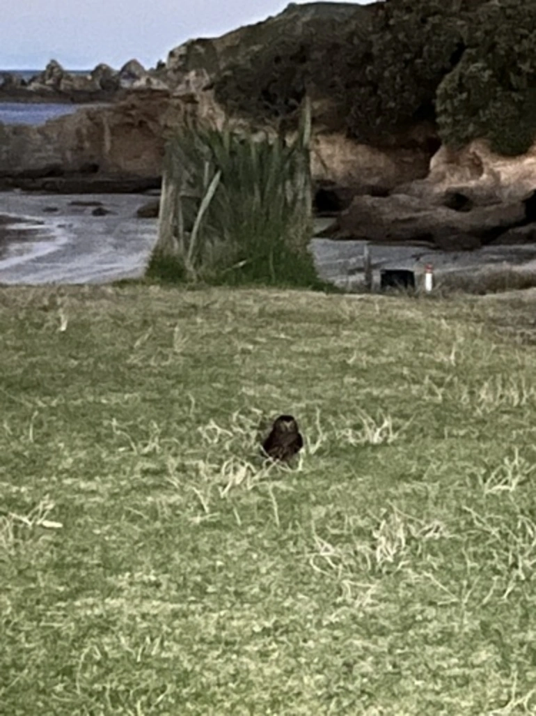 Image: Morepork