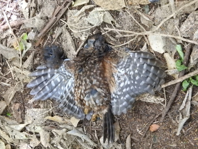 Image: Ruru (Morepork)
