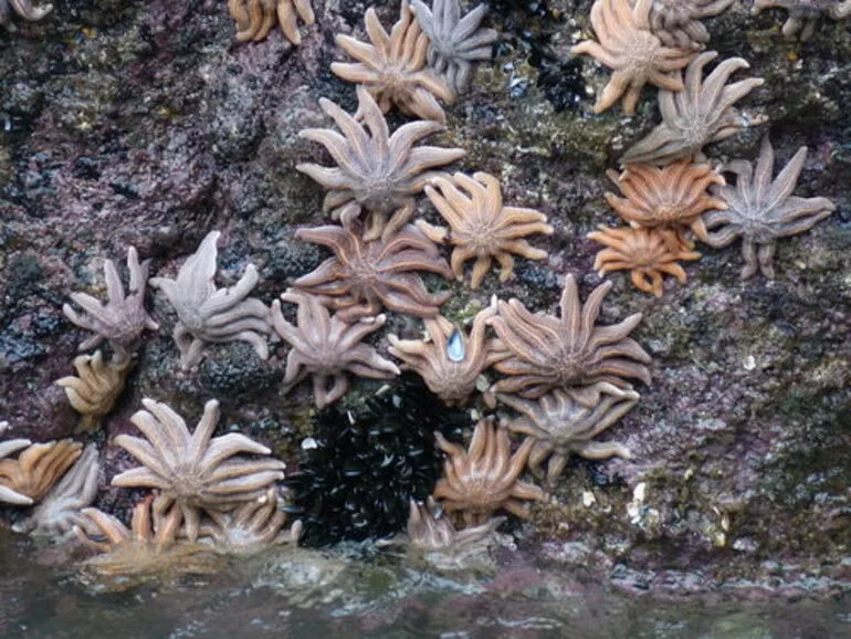 Image: Reef Starfish