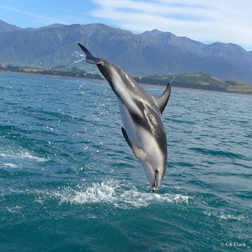 Image: Dusky Dolphin