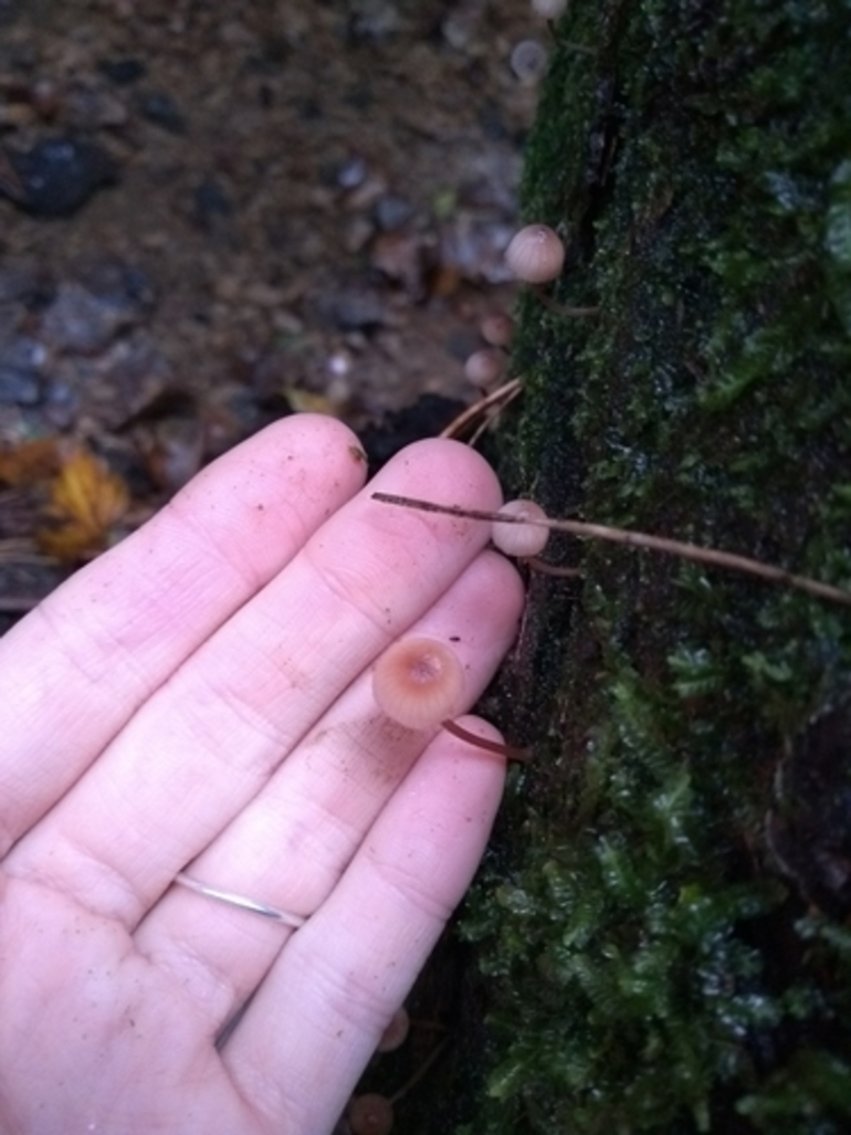 Image: gilled mushrooms