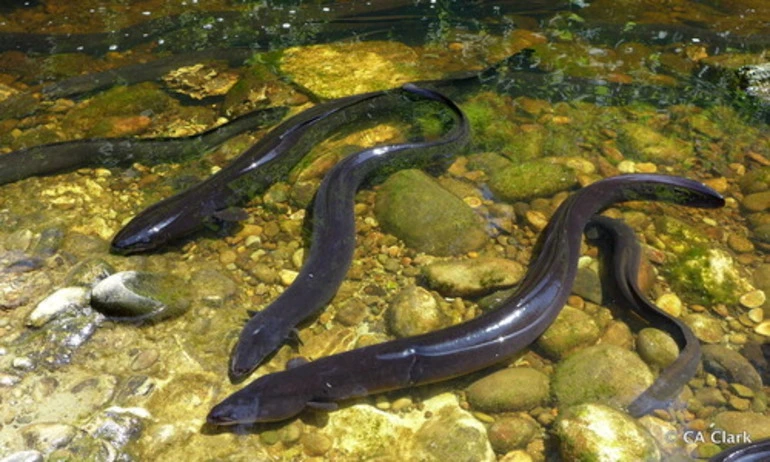 Image: New Zealand Longfin Eel