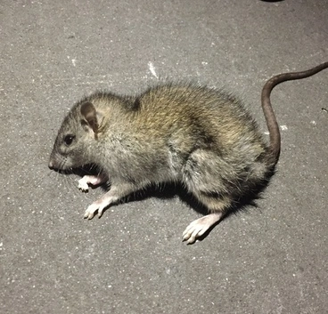 Ship Rat Image: Ship Rat