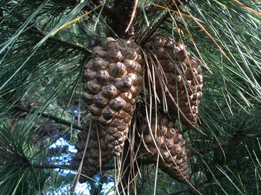 Image: Monterey Pine