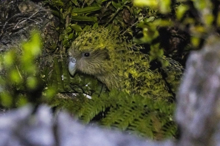 Image: Kākāpō