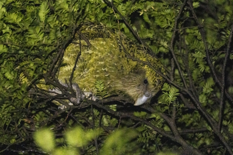 Image: Kākāpō