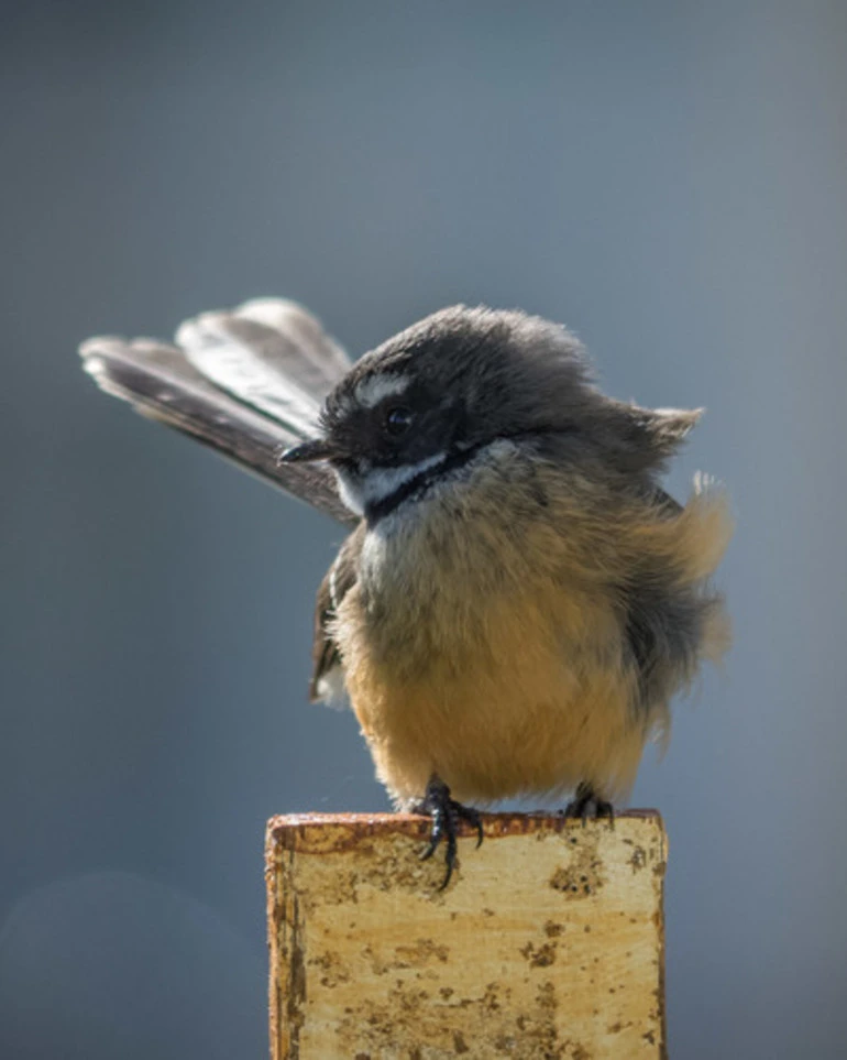 Image: North Island Fantail