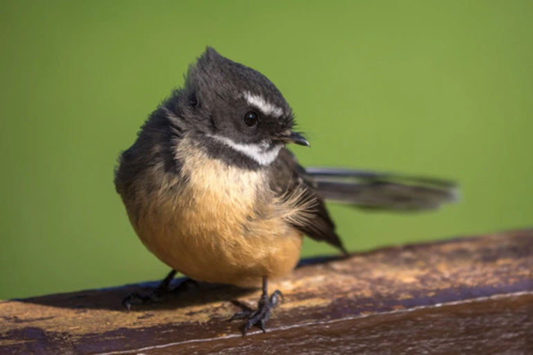 Image: North Island Fantail