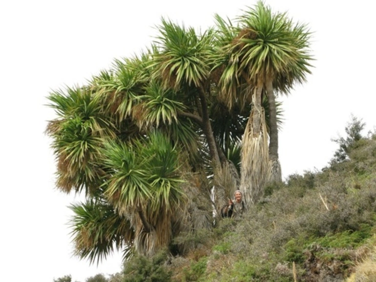 Image: New Zealand cabbage tree