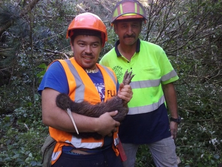 Image: North Island Brown Kiwi