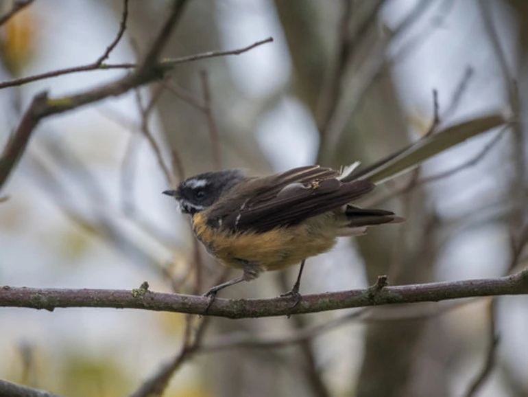 Image: North Island Fantail