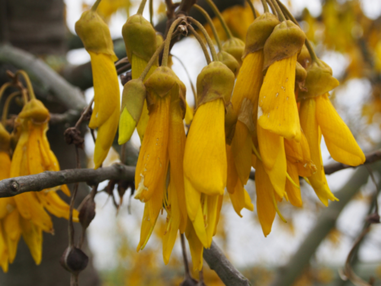 Image: Kowhai