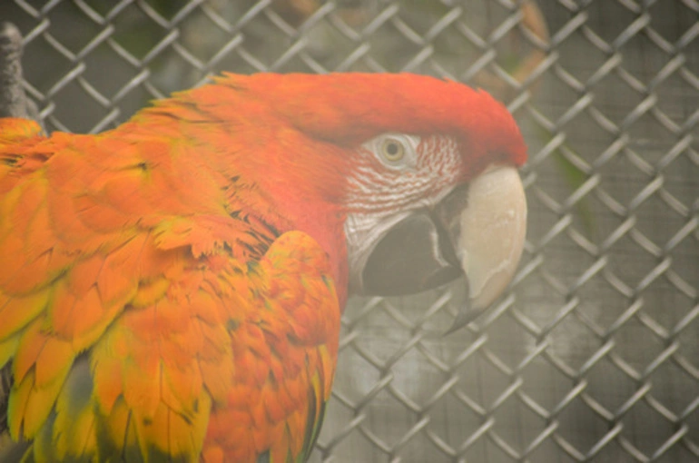 Image: scarlet macaw