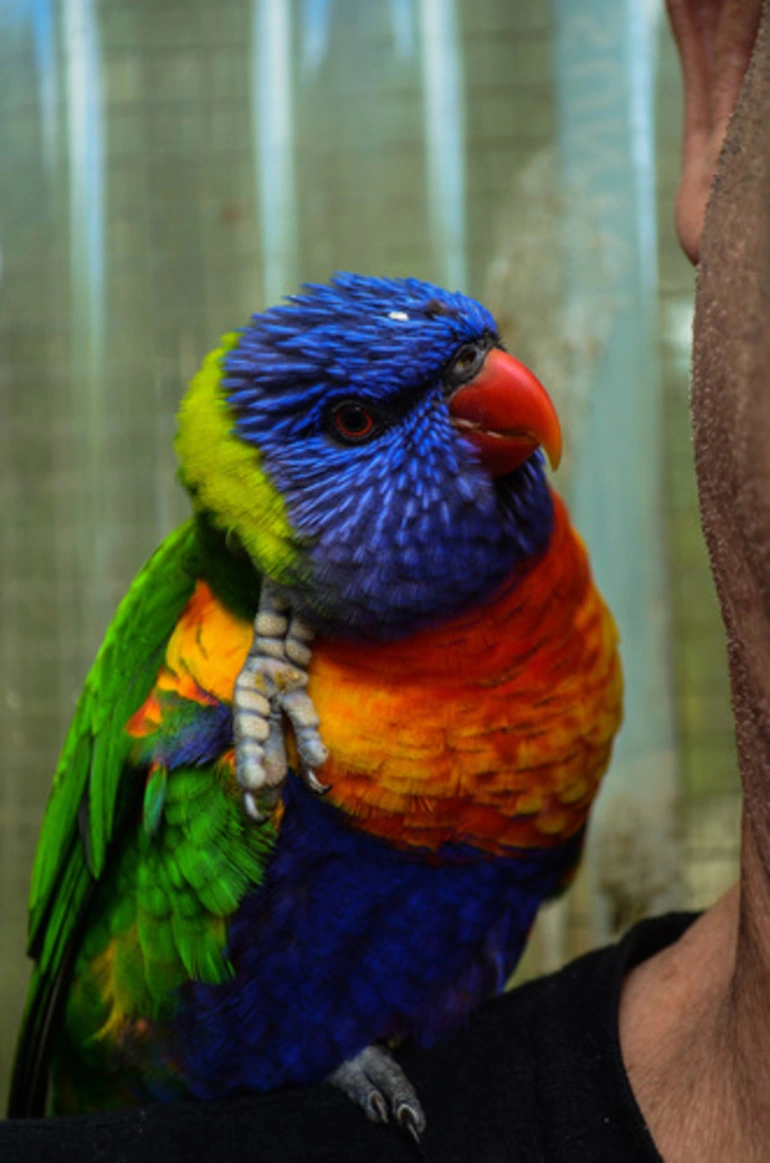 Image: Rainbow Lorikeets and Allies