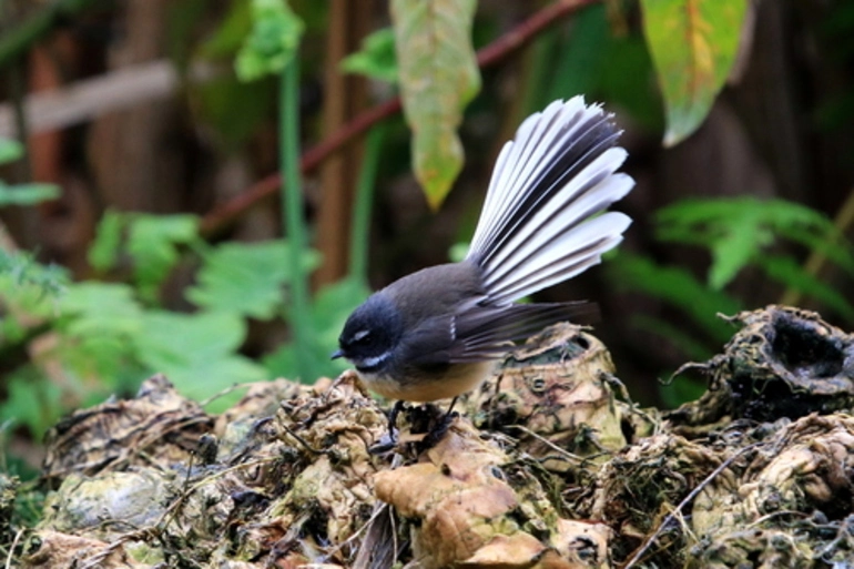 Image: North Island Fantail