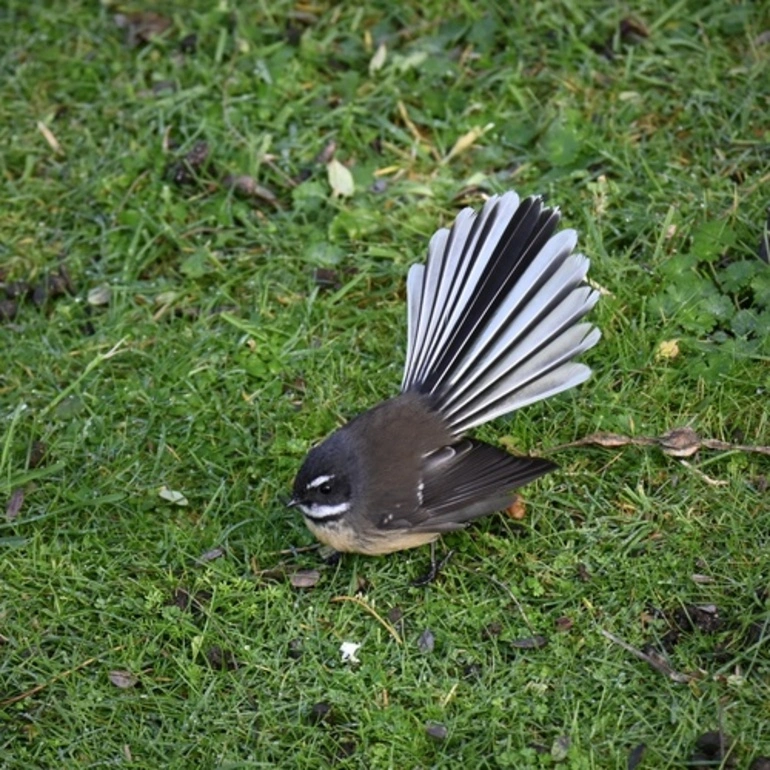 Image: North Island Fantail