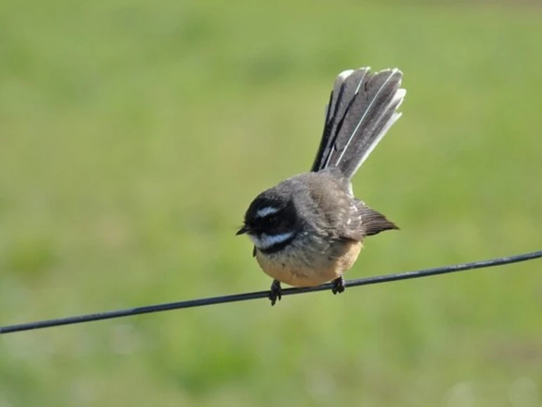 Image: North Island Fantail