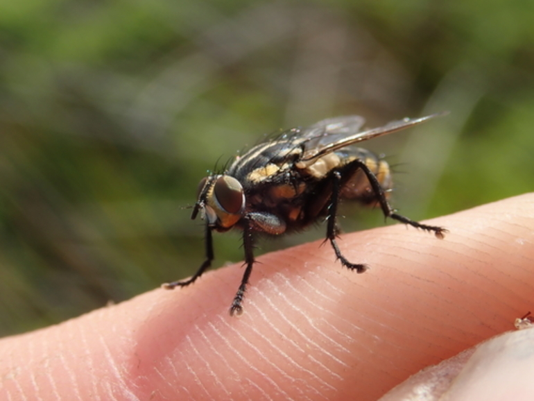 Image: Flesh Flies