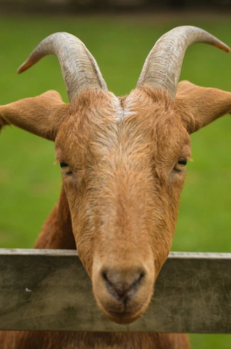 Domestic Goat Image: Domestic Goat