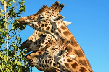 Image: Giraffes