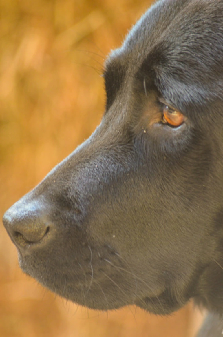 Image: Domestic Dog
