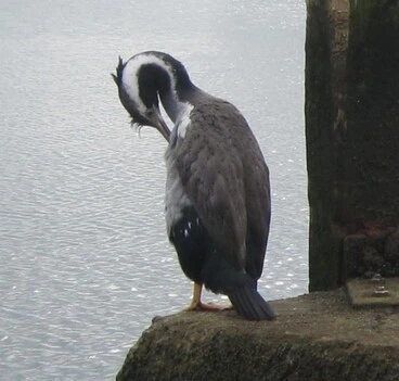 Image: Spotted Shag