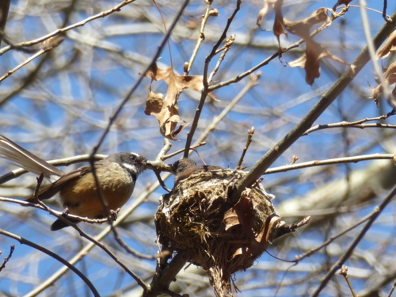 Image: North Island Fantail