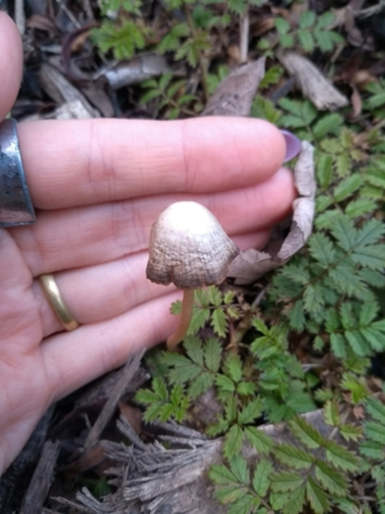 Image: gilled mushrooms