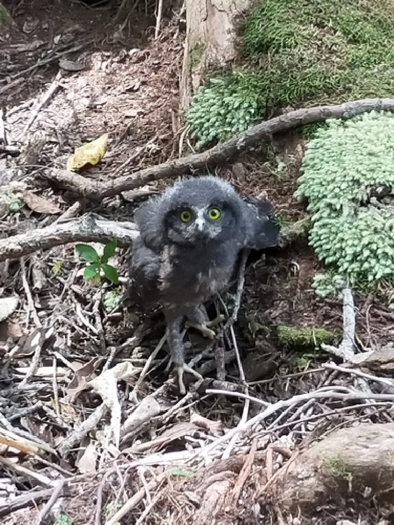Image: Morepork