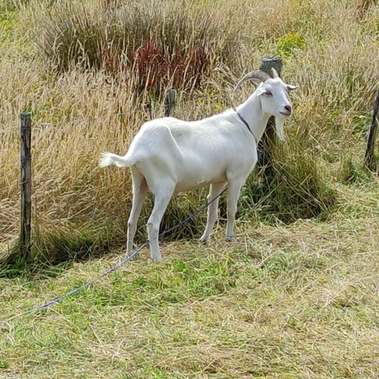 Image: Domestic Goat