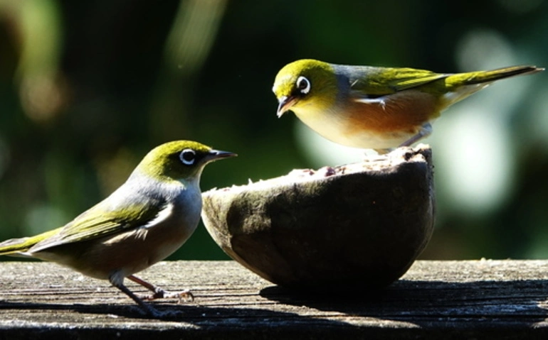 Image: Silvereye