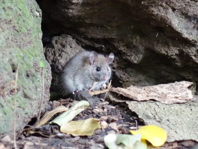 Image: Black Rat