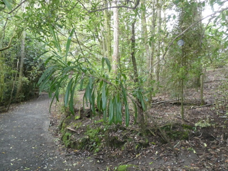 Image: Cordyline rubra
