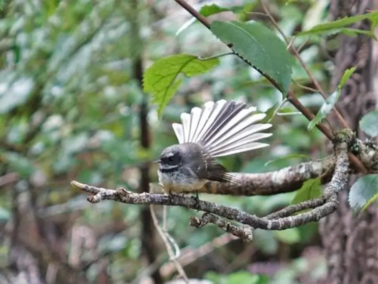 Image: North Island Fantail