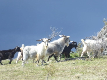 Domestic Goat Image: Domestic Goat