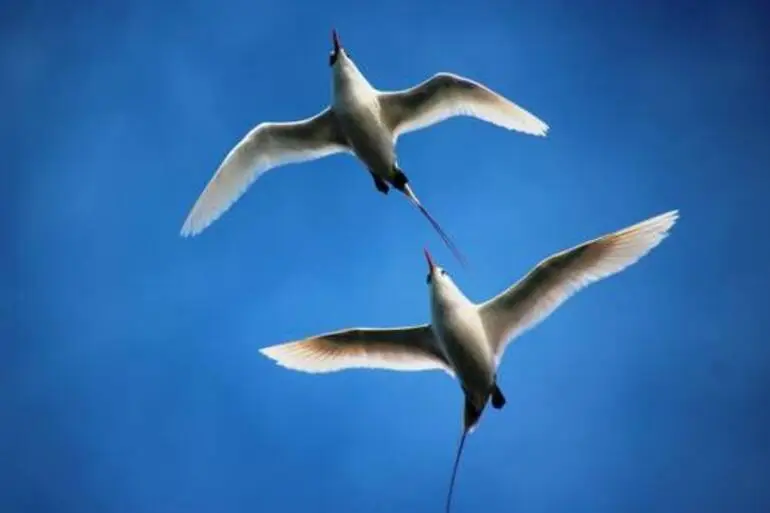 Image: Red-tailed Tropicbird